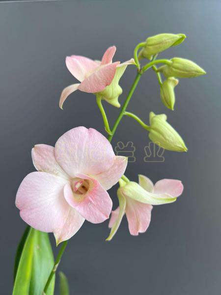 大蜜桃