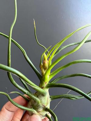 大章鱼