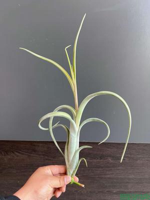 花中花