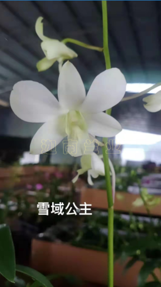 雪域公主