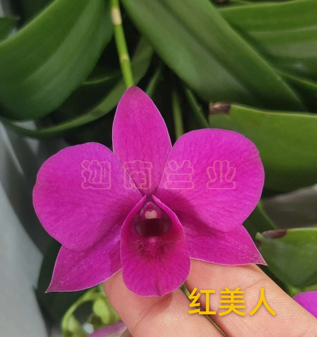 红美人