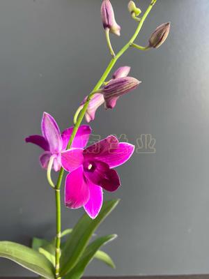 玫瑰红