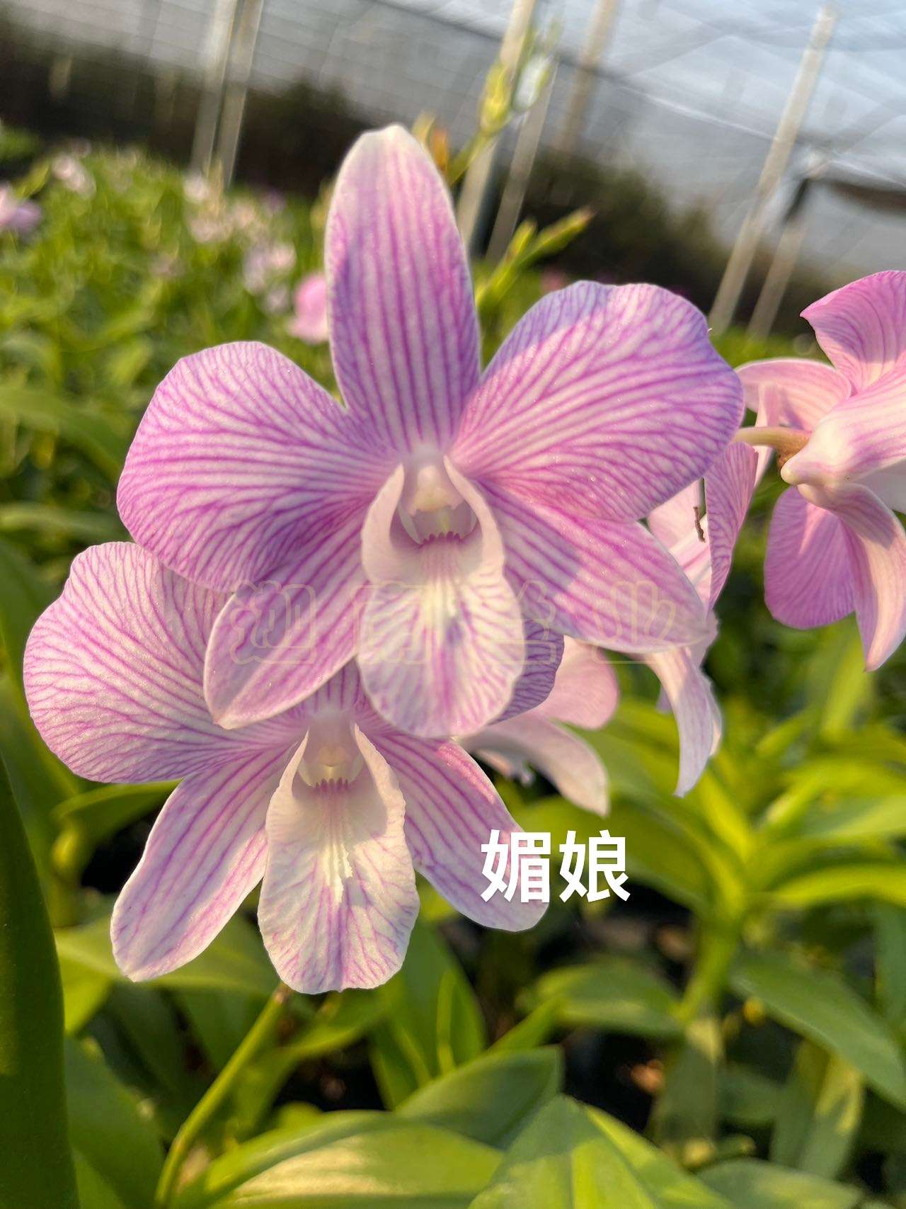 媚娘