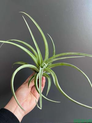 木柄旋风