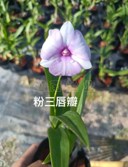 粉三唇瓣